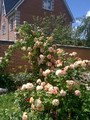 Róża pnąca pachnąca pomarańczowo-różowa Alchymist c2 100-130cm 1