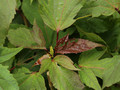 Hibiskus bylinowy (Hibiscus) Kopper King sadzonka  7