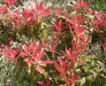 Pieris japoński (Pieris japonica) Forest Flame sadzonka 40-50cm 3