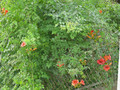 Milin amerykański (Campsis) Florida - roślina pnąca 80-100cm 6