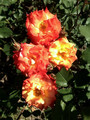 Róża pnąca Redova żółto-pomarańczowa c4 60-80cm 3