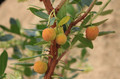 Drzewo truskawkowe (Arbutus unedo) c2 60-100cm 5
