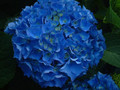 Hortensja ogrodowa (Hydrangea) Nikko Blue c3 20-40cm 1