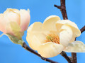 Magnolia Honey Tulip c5 35-55cm 2