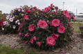Hibiskus bylinowy (Hibiscus) Evening Rose sadzonka 1