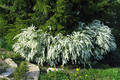 Tawuła szara (Spiraea cinera) Grefsheim c2 50-70cm 5
