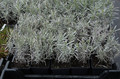 Lawenda pośrednia (Lavandula intermedia) Grappenhall sadzonka 15-20cm 5