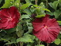 Hibiskus bylinowy (Hibiscus moscheutos) Robert Fleming sadzonka 2