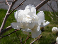 Magnolia x loebneri Wildcat c5 50-70cm 1