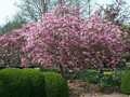 Magnolia George Henry Kern - do małych ogrodów c4 80-100cm 3