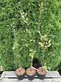Buk pospolity (Fagus sylvatica) Albovariegata c3 90-110cm 6