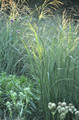 Proso rózgowate (Panicum virgatum) Northwind sadzonka 1