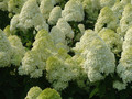 Hortensja bukietowa na pniu (Hydrangea) Limelight c3 2