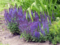 Szałwia omszona (Salvia) Merleau Blue sadzonka 1 litr 6