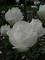Magnolia pośrednia (Magnolia soulangeana) Lennei Alba c3 100-130cm  5