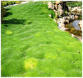 Karmnik ościsty (Sagina subulata) Green Moss sadzonka 2