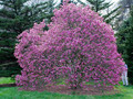 Magnolia purpurowa Nigra c2 70-90cm 1