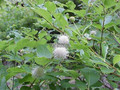 Guzikowiec (Cephalanthus occidentalis) c4 na pniu 60-80cm 3