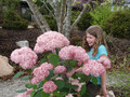 Hortensja drzewiasta (Hydrangea arbor.) Pink Annabelle (Anabelle) Invincibelle c3 4