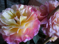 Róża herbaciana wielokwiatowa Gorgeous c4 60-70cm 3