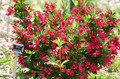 Krzewuszka (Weigela) Red Princes c2 40-60cm 6