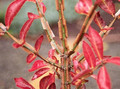 Trzmielina oskrzydlona - płonący krzew c1 15-30 cm sadzonka 7