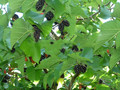 Morwa czarna (Morus nigra) c2 60-80cm 4