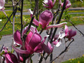 Magnolia Till March Frost c4 60-90cm 2
