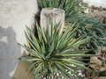Juka (Yucca filamentosa) Bright  Edge sadzonka 4