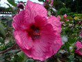 Hibiskus bylinowy (Hibiscus) Plum Crazy sadzonka 2