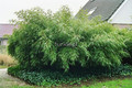 Bambus mrozoodporny Fargesia rdzawa, rozłożysta (Fargesia rufa) c5 50-70cm 2