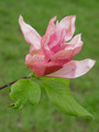Magnolia Daybreak c5 30-60cm  2