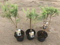 Tamaryszek rozgałęziony (Tamarix ramosissima) Rubra c2 40-50cm 7