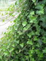 Bluszcz irlandzki (Hedera hibernica) 100-120 cm c5 1