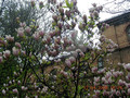 Magnolia pośrednia (Magnolia soulangeana) Alexandrina 130-140 cm poj. 7,5-litr. 7