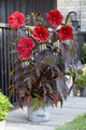 Hibiskus bylinowy (Hibiscus moscheutos) Carousel Giant Red sadzonka 2