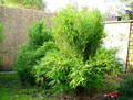 Bambus krzewiasty (Fargesia murielae) c3 40-60cm 4