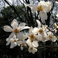 Magnolia japońska (Magnolia kobus) c4 50-70cm