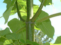 Paulownia puszysta (Paulownia tomentosa) c1 60 cm 6