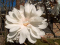 Magnolia gwiaździsta biała (Magnolia stellata) c2 80-100cm 7