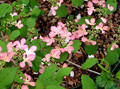 Kalina japońska (Viburnum plicatum) Molly Schroeder c5 35-50cm  3
