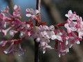 Kalina bodneńska (Viburnum bodnanense) Dawn sadzonka 7