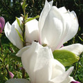Magnolia pośrednia (Magnolia soulangeana) Alba Superba c12 90-150m