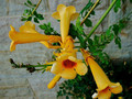 Milin amerykański (Campsis) Judy - roślina pnąca 100-120cm 1