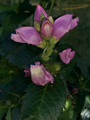 Żółwik ukośny (Chelone obliqua) kwiaty różowe sadzonka 5