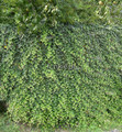 Bluszcz irlandzki (Hedera hibernica) 100-120 cm c5 4