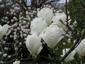 Magnolia pośrednia (Magnolia soulangeana) Lennei Alba c3 100-130cm  2