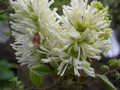 Fothergilla gardenii (Fothergilla Gardena) Blue Mist c2 20-30cm 2