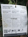 Lagerostroemia indyjska (Lagerostroemia indica) Fuchsia d'Ete c2 20-30cm 3