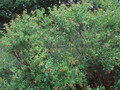 Guzikowiec (Cephalanthus occidentalis) c4 na pniu 60-80cm 4